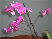 cabe5065-ORHIDEJE 011.jpg